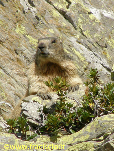 SOMMO MARMOTTA