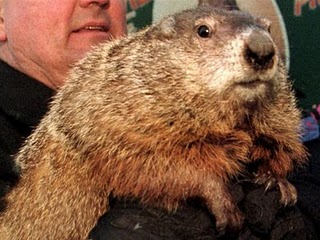 marmottibus